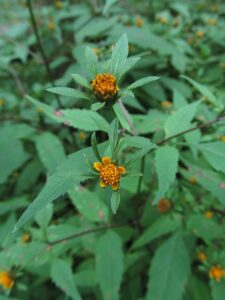 Bidens frondosa