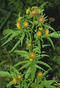 Bidens radiata