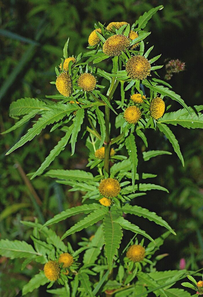 Bidens radiata