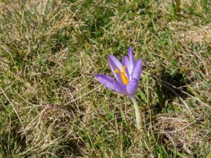 Crocus nudiflorus