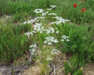 Bifora radians