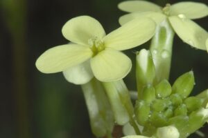 Biscutella auriculata