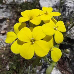 Biscutella cichoriifolia