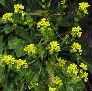 Biscutella laevigata