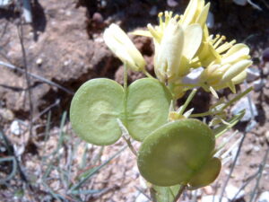 Biscutella sempervirens subsp. sempervirens