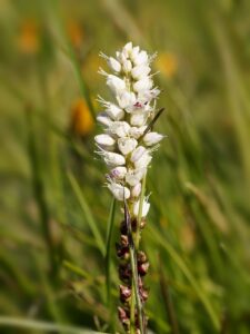 Bistorta vivipara