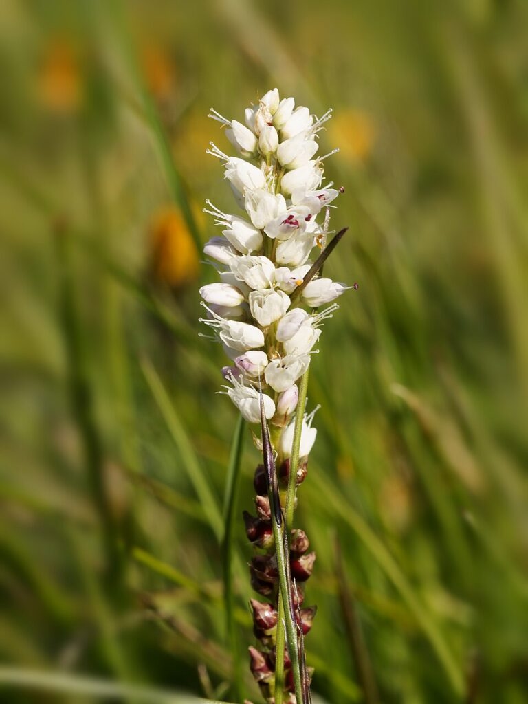 Bistorta vivipara