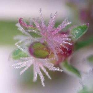 Rumex obtusifolius subsp. obtusifolius