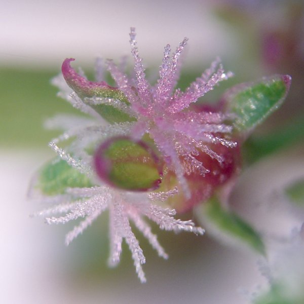 Rumex obtusifolius subsp. obtusifolius