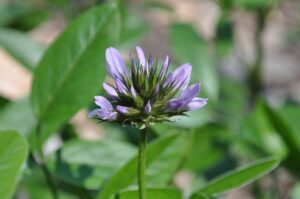 Bituminaria bituminosa
