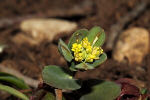 Bivonaea lutea