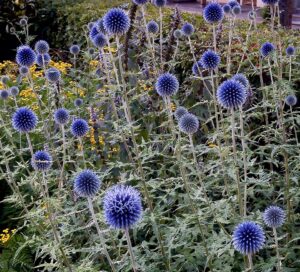 Echinops armatus