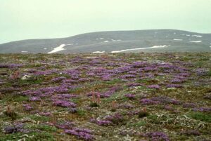 Oxytropis nigrescens var. nigrescens