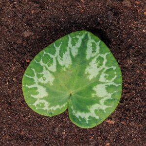 Cyclamen purpurascens