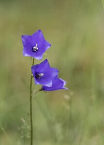 Campanula delicatula