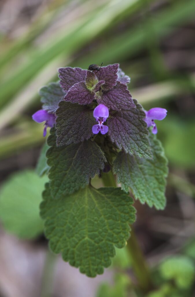 Lamium purpureum