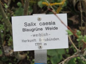 Salix caesia