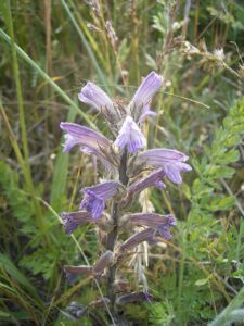 Orobanche purpurea
