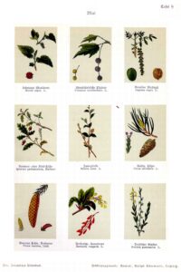 Juglans hispanica