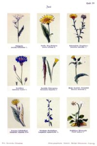 Campanula rapunculoides subsp. rapunculoides