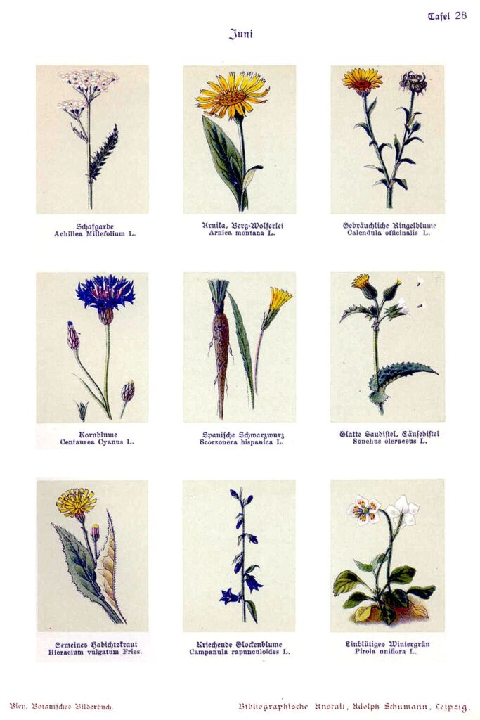 Hieracium rapunculoides subsp. rapunculoides