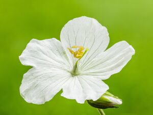 Geranium pratense