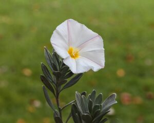 Convolvulus cneorum