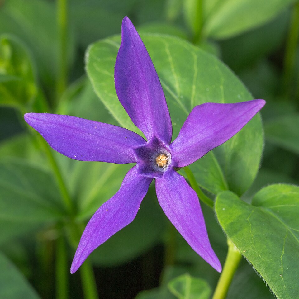 Vinca major subsp. major