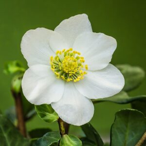 Helleborus