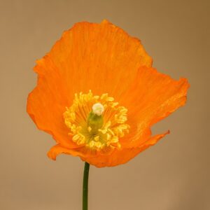 Meconopsis cambrica