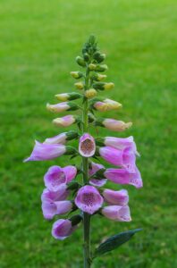 Digitalis purpurea