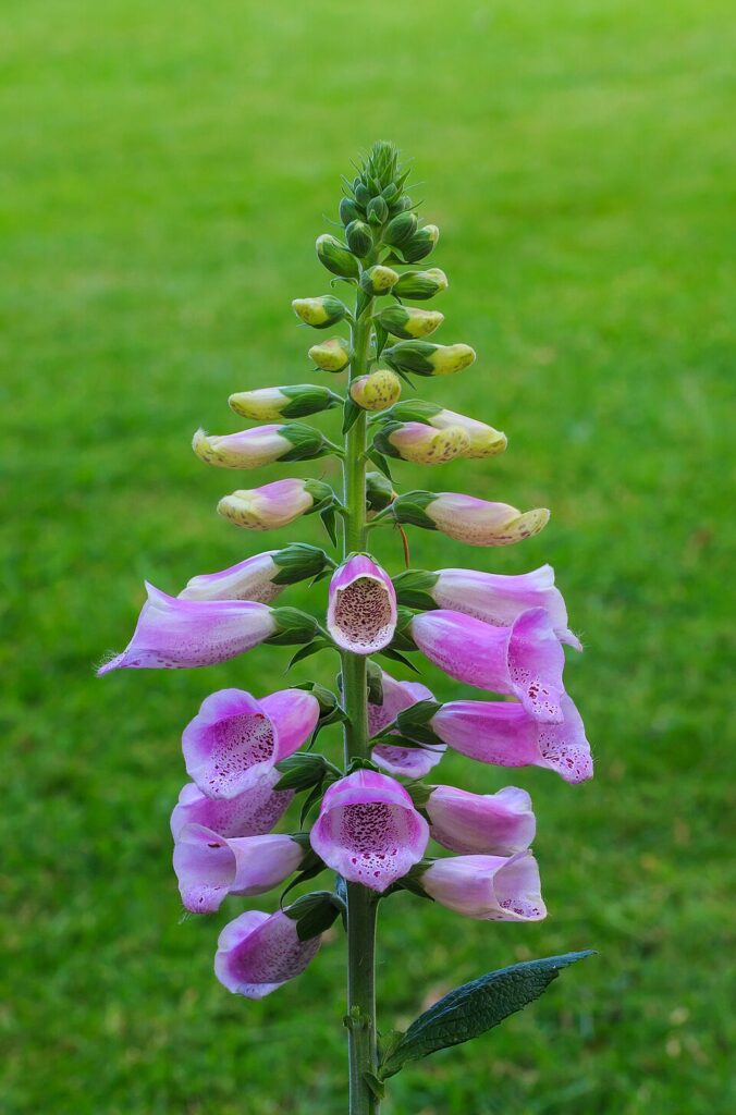 Digitalis purpurea