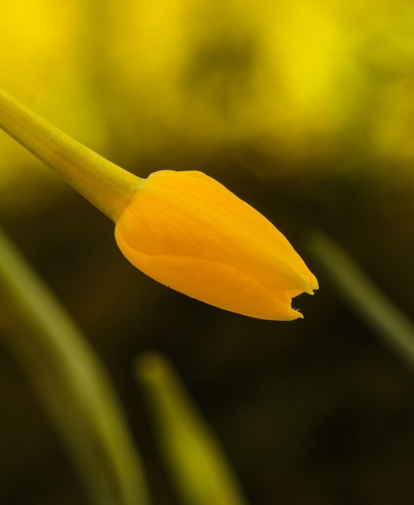 Narcissus jonquilla subsp. jonquilla