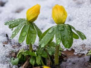 Eranthis