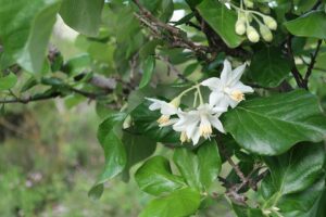 Styrax officinalis