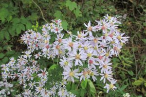 Symphyotrichum cordifolium