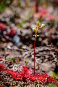 Drosera rotundifolia