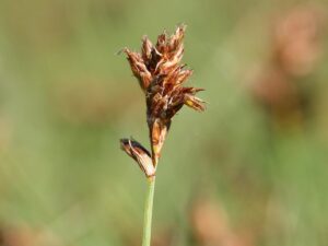 Blysmus compressus