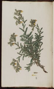 Onosma graeca