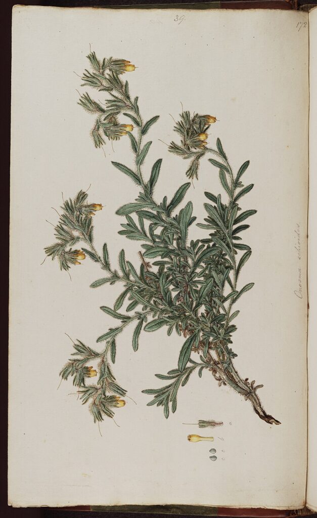 Onosma graeca