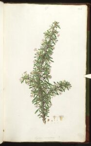 Lycium europaeum