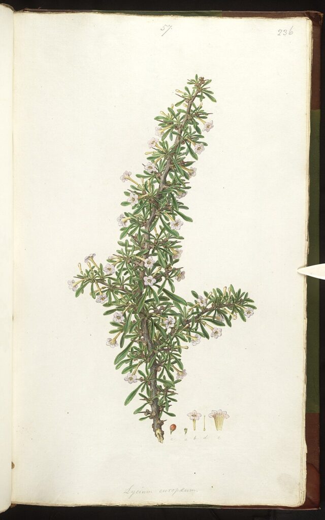 Lycium europaeum