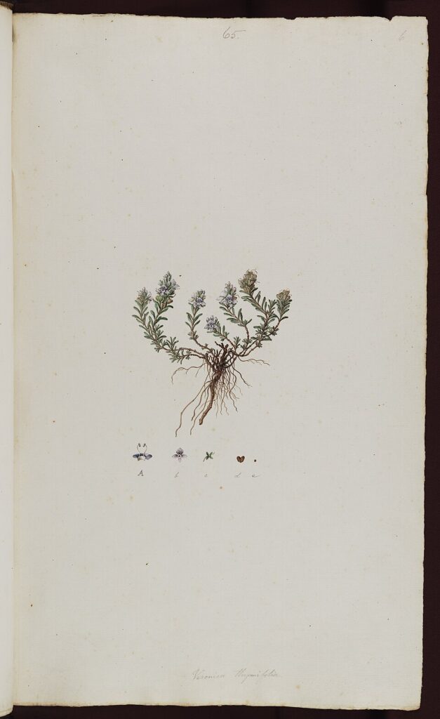 Veronica thymifolia