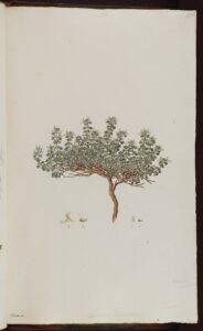 Teucrium alpestre
