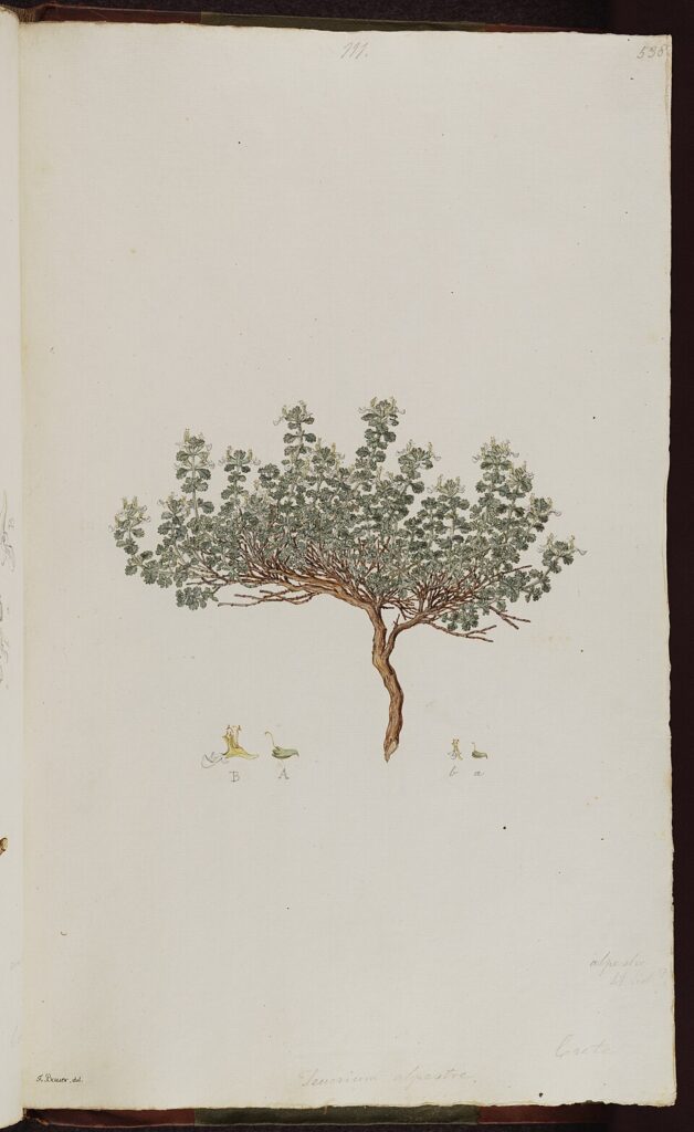 Teucrium alpestre
