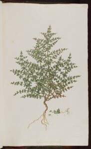 Teucrium spinosum