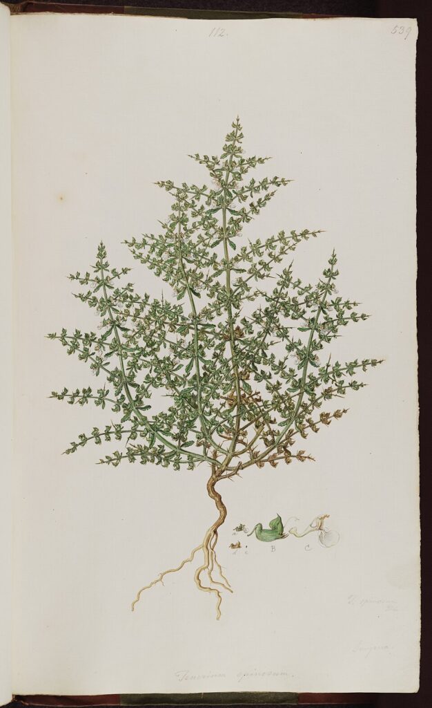 Teucrium spinosum