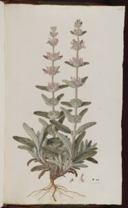 Stachys graeca