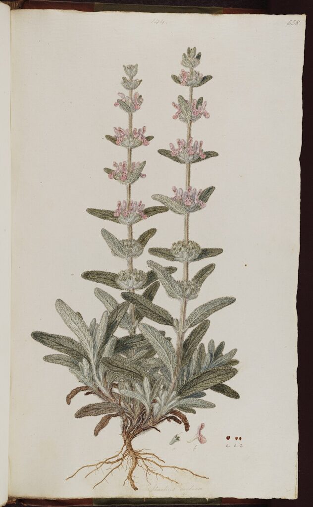 Stachys graeca