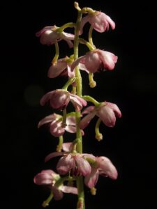 Pyrola asarifolia